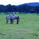 한두목장 이미지