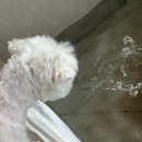 하나애견 | 경주 숙박 한옥 독채 숙소 스테이꼬리 꼬리하나 애견동반 숙소 방문후기