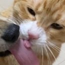 강아지랑 고양이 이미지