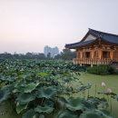 전주 덕진공원 연꽃 예쁘더라 이미지