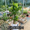 황금죽 | 김해화훼단지 김해꽃판매장 황금죽 몬테스테라 꽃기린 구매후기