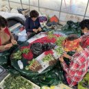 가야산아래 이미지