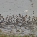 오동정 | [2024.09.07] 매향리 탐조 (물새 동정 지옥😵‍💫)