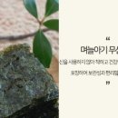 며늘아기먹거리 이미지