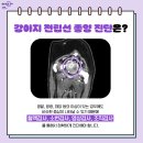 서울동물영상종양센터 이미지