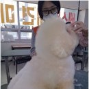베스트 의정부 애견 미용학원 | 강아지 행동심리까지 배워보는 의정부애견미용사자격증 학원 이야기
