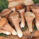 고산참송이버섯 이미지