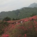 중국 우한 근처 마청 귀봉산의 봄 진달래 여행 이미지