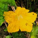 성읍리-25 이미지