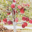 하나래농장 이미지