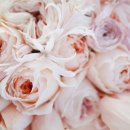 로즈스토리 이미지