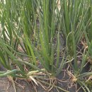 풍류농장 이미지