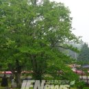 관음사의 왕벚나무자생지 이미지