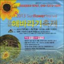 박달령휴게소, 태백 해바라기축제장에서 본꽃(1) 이미지