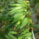 어부네농장 이미지