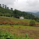 조성진목장 이미지