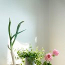 파를 위하여 #2