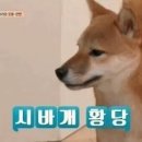 쿠마켓