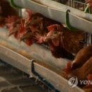 양계장닭한마리 이미지