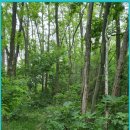 삼항1리 이미지