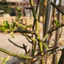 Spring Is Also for Us 이미지