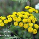 최*옥 - 안양시 만안구 병목안로110번길 | 최*옥