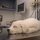 아진동물병원 이미지