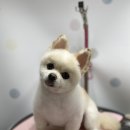 디오펫살롱 이미지