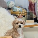 엄마표 수제간식 만들기 이미지