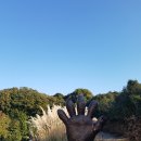 까멜리아 이미지