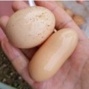 붉은수탉 이미지