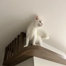 사랑이 가득한 집 | [랜선 집들이] 반려묘와 함께 사는 따뜻한 사랑이 가득한 집, 판교 산운마을13단지 아파트 인테리어