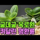 데굴데굴 옥로환 바퀴달린 명환륜 (풍란부귀란) 이미지