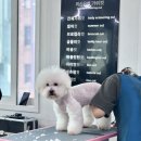 개인정애견샵 이미지