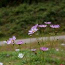 부평생태습지[부평-5] 네이버블로그