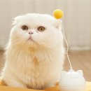 냥냥펀치 - 고양시 일산동구 | 냥냥펀치