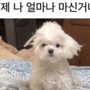 삼삼밀면 이미지