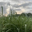 바람의노래 이미지