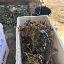 [누사페니다] EcoTourism 산호복원 활동 후기