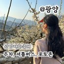 광명농원 | 광양 매화축제 기간 일정 주차 개화시기 포토존 후기