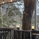 나무들의 수다 이미지