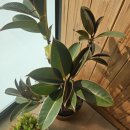 애플결혼정보 이미지