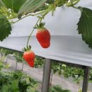 재인농장 이미지