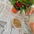 인천제2시립노인병원 | 25년 12월19일 인천제2시립치매요양병원 어르신과 함께하는 원예수업