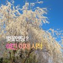 연희자연마당 공원  | 연희자연마당 벚꽃, 인천 청라 피크닉 공원 돗자리 주차 정보
