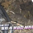 차딱새 이미지