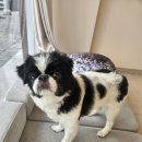 버블펫 | 🐾 광주 서구 금호동 애견미용실 꼬담에서 재패니즈친 전체미용, 동글 얼굴컷 후기 💛