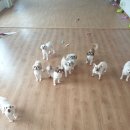 쏭트리밍 이미지