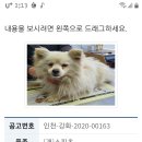 유기견 스피츠 2살 남아의 임보/보호처를 찾아요!(입양완료) 이미지