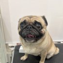 마이뷰티독 스타필드 부천점 이미지